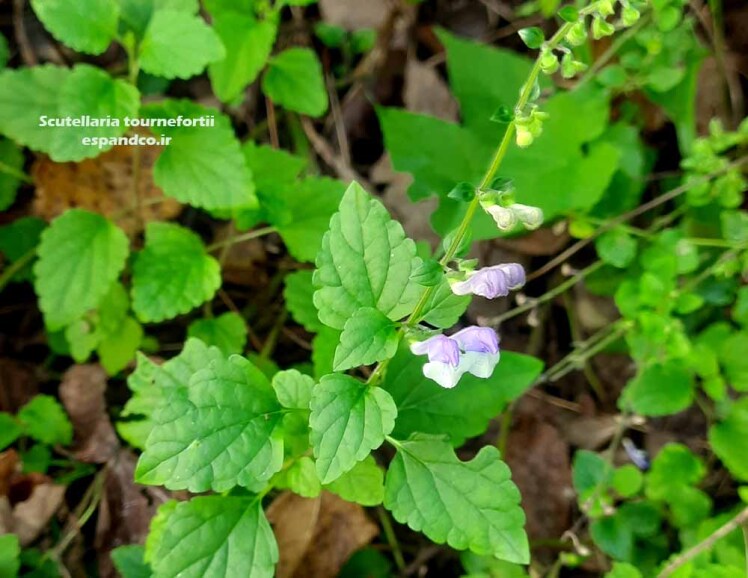 بذر گیاه بشقابی